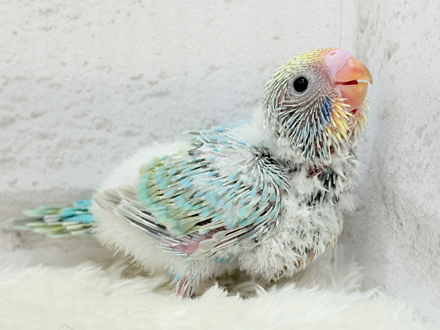 わた毛界の天使来ました🧚‍♀️💖セキセイインコ(パステルカラーレインボー) ヒナ