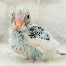 トコトコ走る姿が可愛い((🐣💨))セキセイインコ(パイド) ヒナ