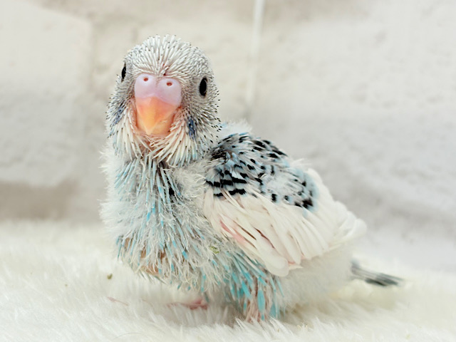 トコトコ走る姿が可愛い((🐣💨))セキセイインコ(パイド) ヒナ