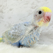 まんまるおめめに吸い込まれちゃうっ🐣🫧セキセイインコ(パステルレインボー) ヒナ
