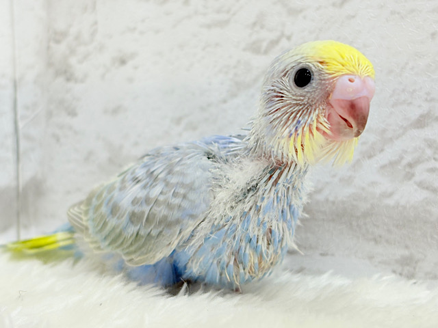 まんまるおめめに吸い込まれちゃうっ🐣🫧セキセイインコ(パステルレインボー) ヒナ