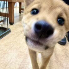 最新画像📸豆柴（赤）女の子♪可愛すぎて🩷一目惚れしちゃうぞ！