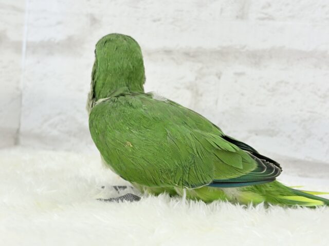 おめめくりくり♡目ヂカラが魅力的🦜💖オキナインコ(ノーマル) ヒナ