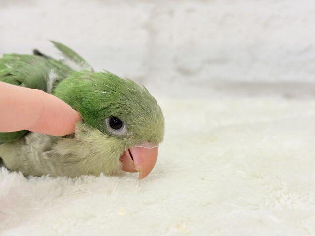 オキナインコ