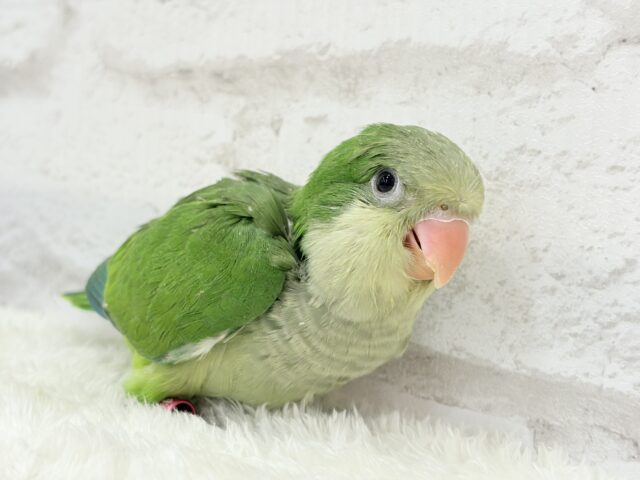 オキナインコ