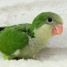 おめめくりくり♡目ヂカラが魅力的🦜💖オキナインコ(ノーマル) ヒナ