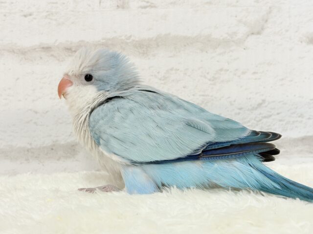 オキナインコ