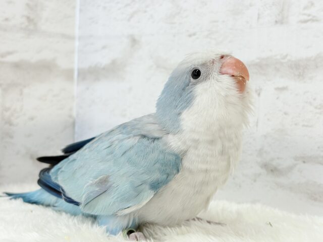 オキナインコ