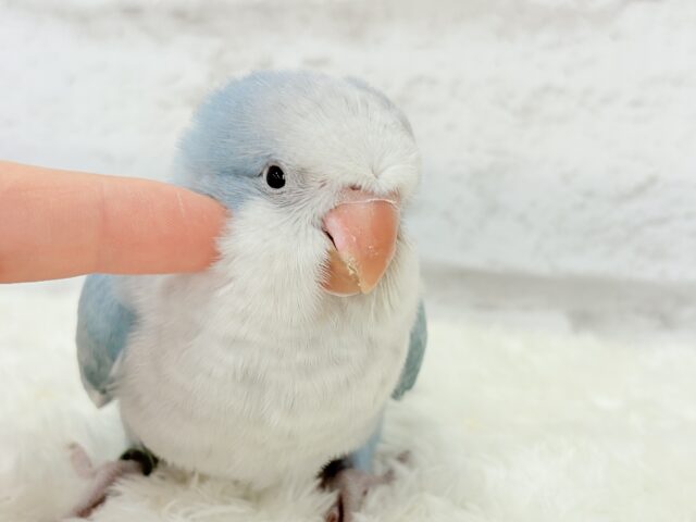 オキナインコ
