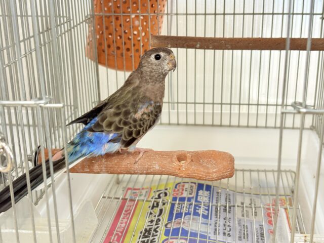 アキクサインコ（秋草インコ）
