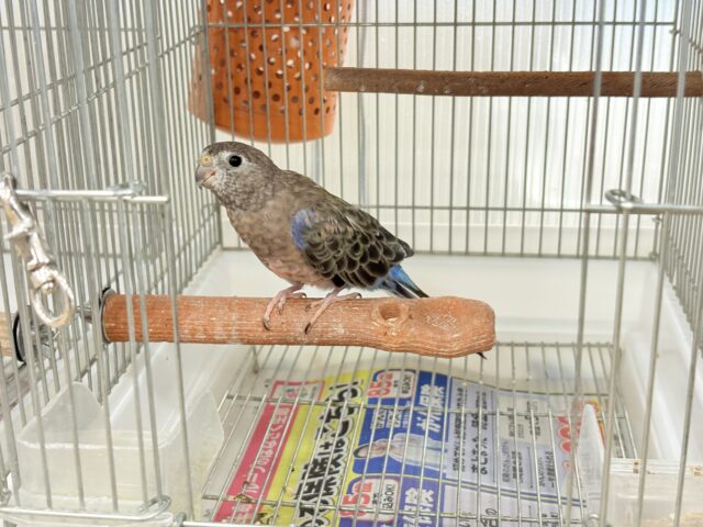 【最新画像更新🪄】ちきゅうはぴんくを中心にまわってる~~🎁⋆*アキクサインコ(ローズ) アキクサインコ(秋草インコ)