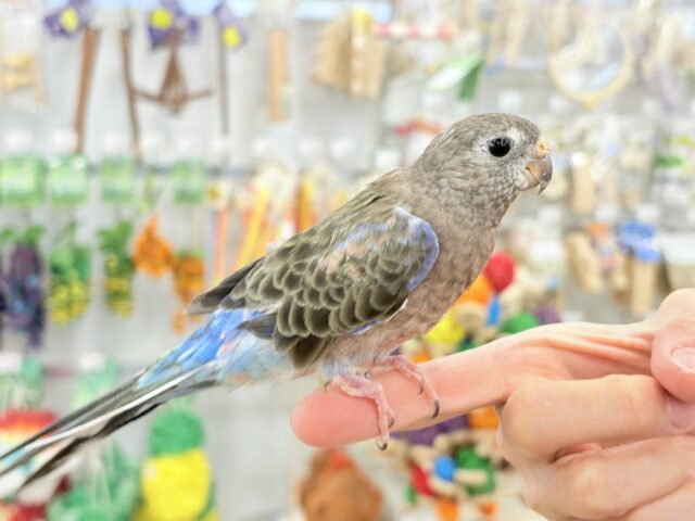 アキクサインコ（秋草インコ）