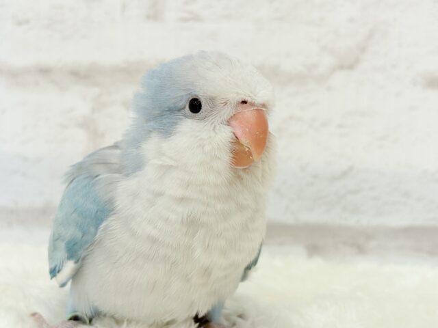 オキナインコ