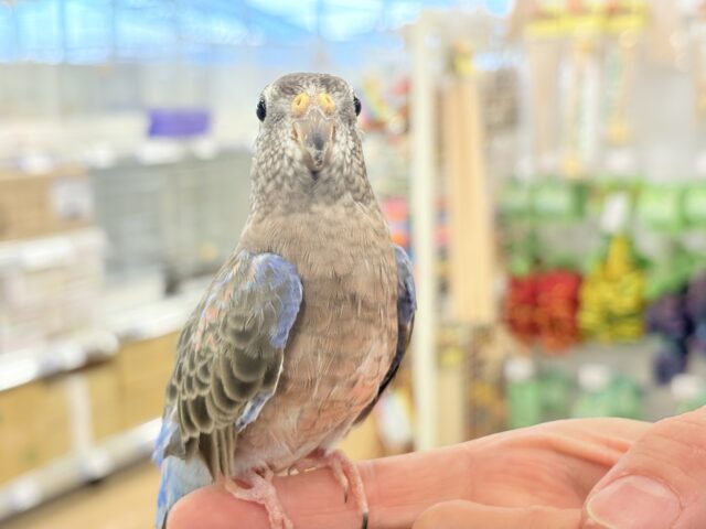 アキクサインコ（秋草インコ）