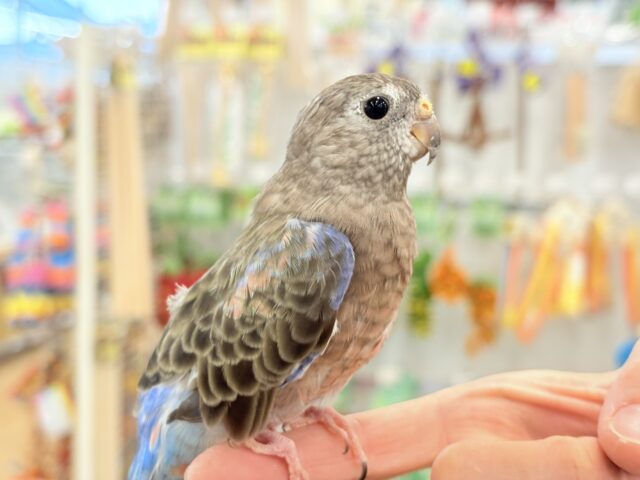 アキクサインコ（秋草インコ）