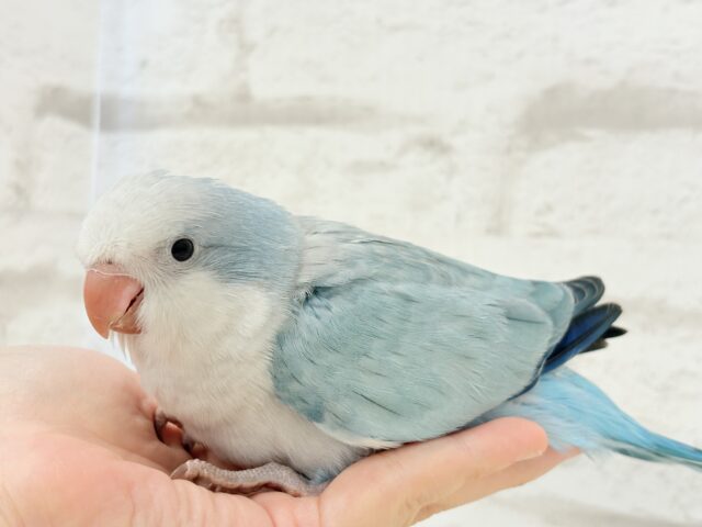 オキナインコ