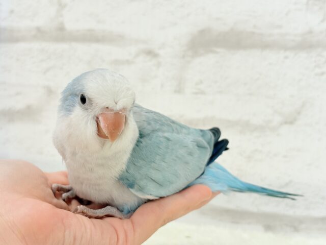 オキナインコ