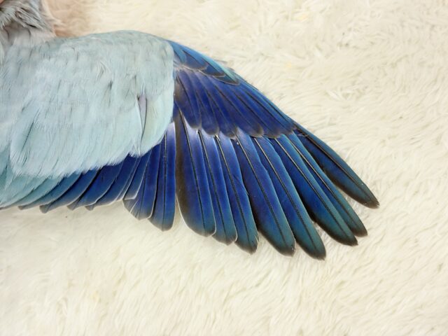 オキナインコ