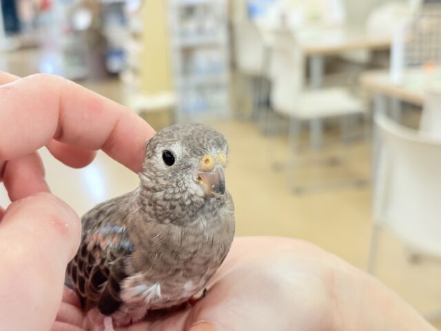 【最新画像更新🪄】ちきゅうはぴんくを中心にまわってる~~🎁⋆*アキクサインコ(ローズ) アキクサインコ(秋草インコ)