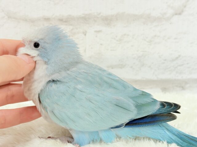 オキナインコ
