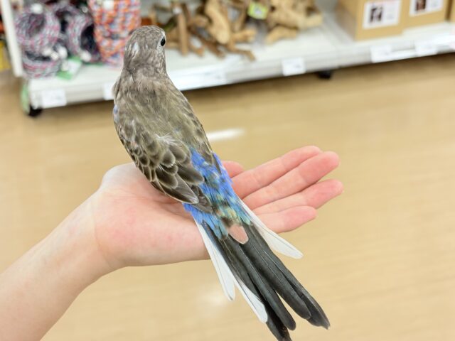 アキクサインコ（秋草インコ）