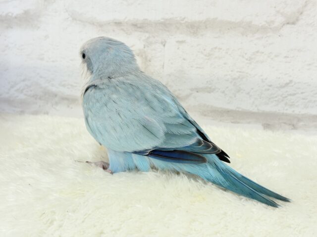 オキナインコ