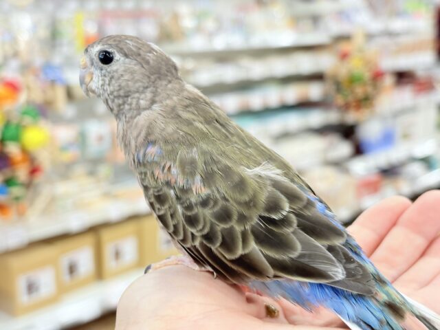 アキクサインコ（秋草インコ）