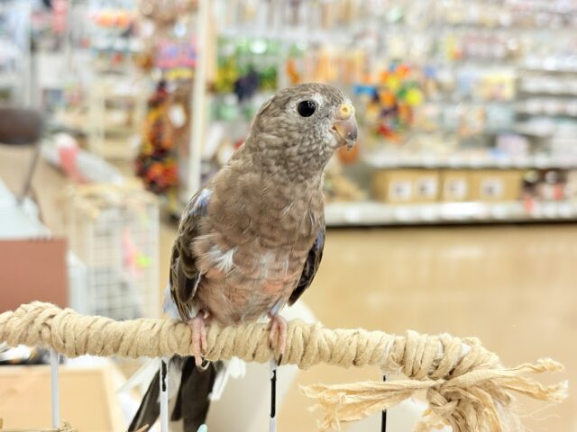 【最新画像更新🪄】ちきゅうはぴんくを中心にまわってる~~🎁⋆*アキクサインコ(ローズ) アキクサインコ(秋草インコ)