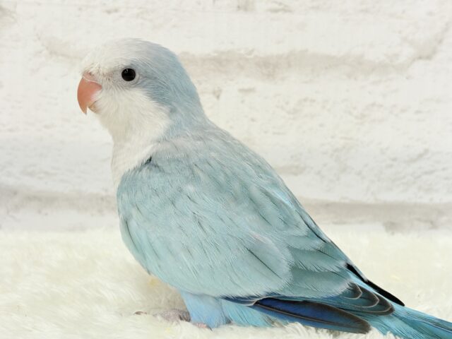 オキナインコ