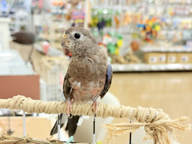 アキクサインコ（秋草インコ）