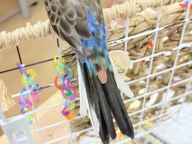 【最新画像更新🪄】ちきゅうはぴんくを中心にまわってる~~🎁⋆*アキクサインコ(ローズ) アキクサインコ(秋草インコ)