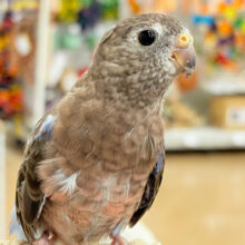 【最新画像更新🪄】ちきゅうはぴんくを中心にまわってる～～🎁⋆*アキクサインコ(ローズ)