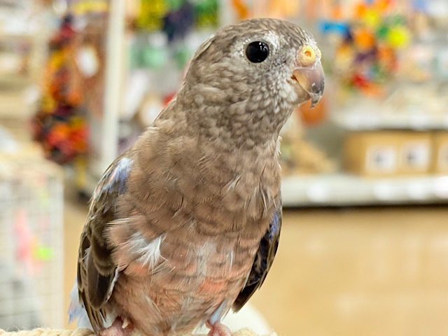 【最新画像更新🪄】ちきゅうはぴんくを中心にまわってる~~🎁⋆*アキクサインコ(ローズ) 【最新画像更新🪄】ちきゅうはぴんくを中心にまわってる~~🎁⋆*アキクサインコ(ローズ)