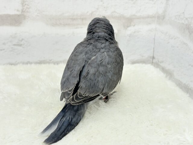 オキナインコ