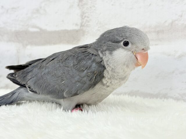 オキナインコ