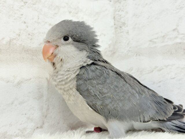 オキナインコ