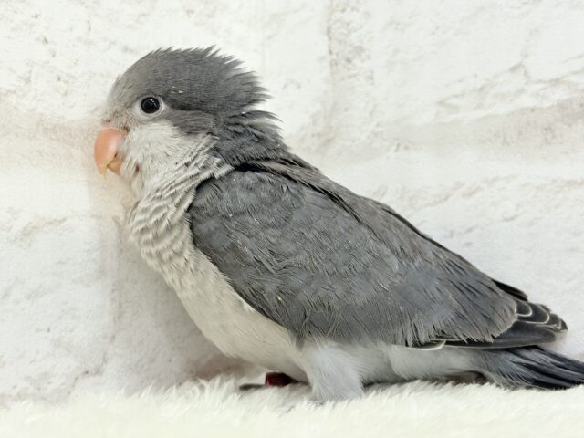 オキナインコ