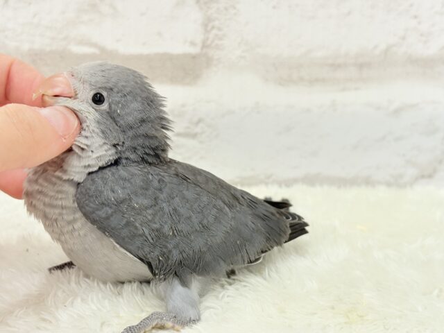 オキナインコ