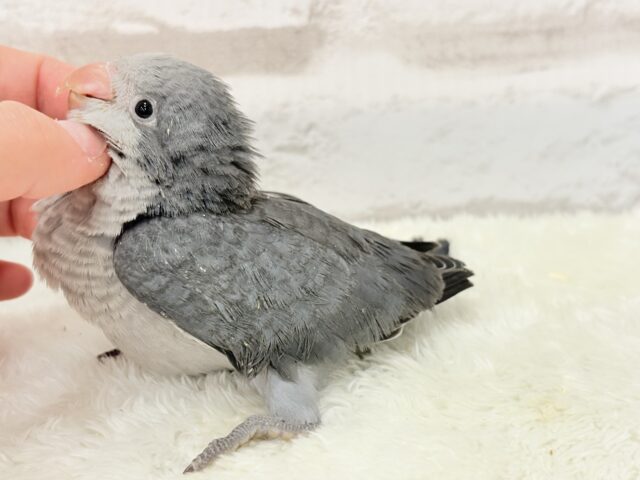 オキナインコ