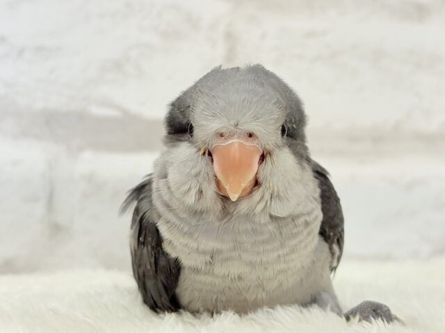 オキナインコ