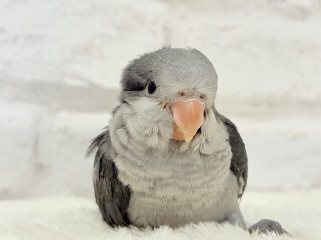 オキナインコ