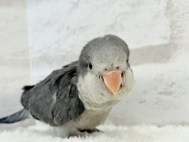 オキナインコ