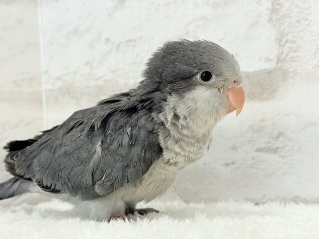 オキナインコ