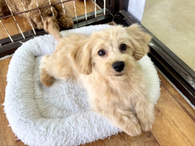 最新画像📸ハーフ犬（トイプードル✖️マルチーズ）女の子♪かまってちゃんすぎる！