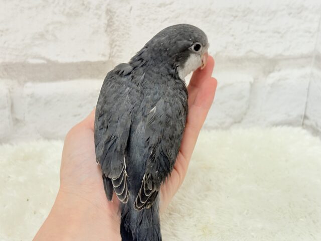 オキナインコ