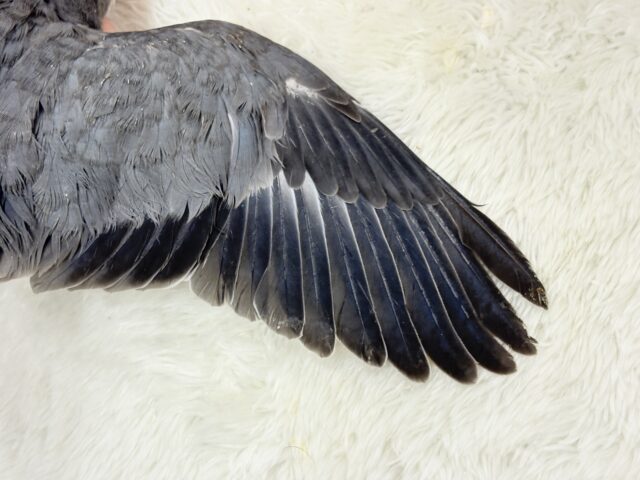 オキナインコ