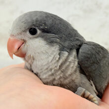 ギャップに萌える♡オキナインコ(コバルト) ヒナ