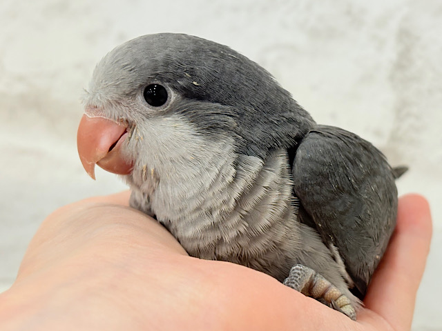 ギャップに萌える♡オキナインコ(コバルト) ヒナ