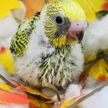 綿毛たっぷり♡セキセイインコ（グリーンオパーリン）