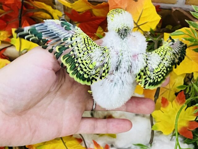 セキセイインコ